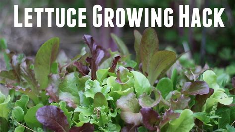 How To Grow Lettuce For Massive Yields From Seed Or Transplanting