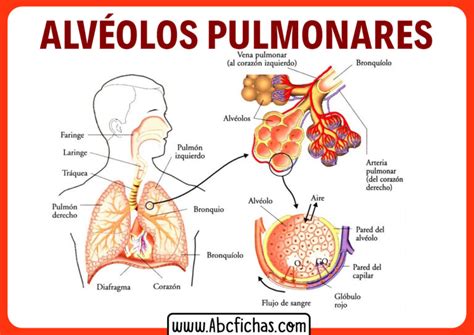 Anatomía Y Función De Los Alvéolos Pulmonares