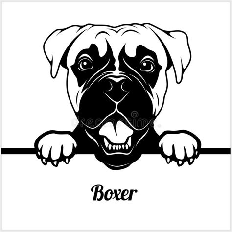 Boxer Peeking Dogs Breed Face Head Isolated On White Stock Vector