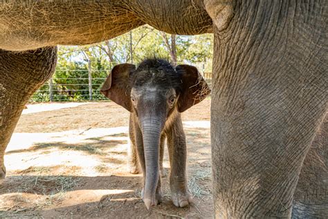 Fort Worth Zoo Welcomes Healthy 255 Pound Baby Elephant ‘brazos Cbs