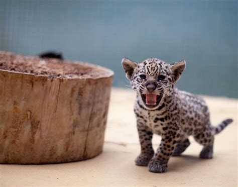 A Jaguar Baby Hisses At The Berlin Zoo On June 12 2012