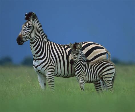 Zebra Baby And Mom
