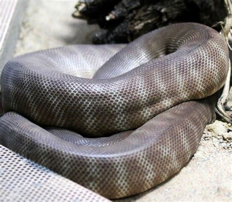 Woma Python