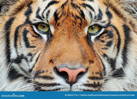 Close Up Detail Portrait Of Tiger Sumatran Tiger Panthera Tigris