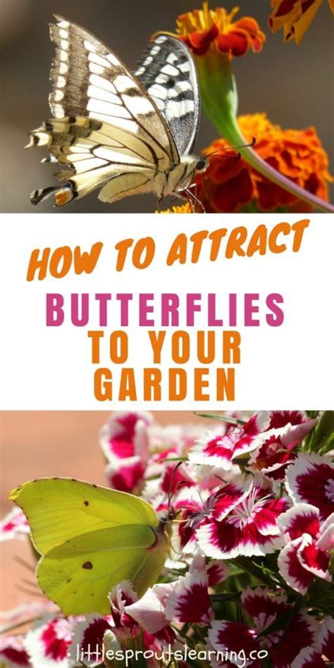 How To Attract Butterflies To Your Garden Attract Butterflies