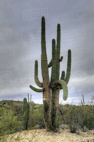 The saguaro cactus (carnegiea gigantea) is one of the defining plants of the sonoran desert. Very large Saguaro Cactus in the Sonora Desert - Stock ...
