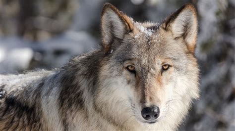 How Colorado Plans To Make Wolf Reintroduction A Success