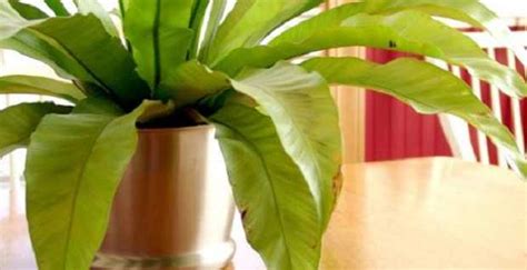 Le foglie tubolari della sanseveria cylindrica in un vaso su un piedistallo sono come un segno grafico. Come curare le piante da appartamento - Idee Green
