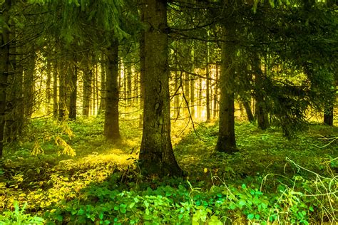 Random Forest Tutorial for Beginners | Prwatech