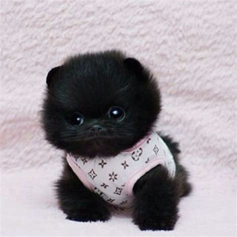 Teacup Pomeranian Puppies Black Pets Lovers