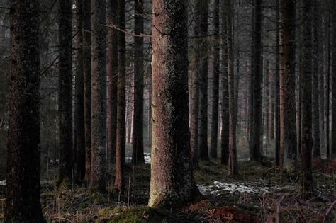 Free Photo Bare Tall Trees Of The Dark Forest