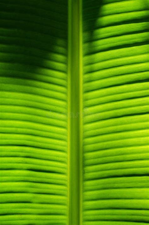 Texture Of Banana Leaf In Close Up Detail For Natural Background Stock