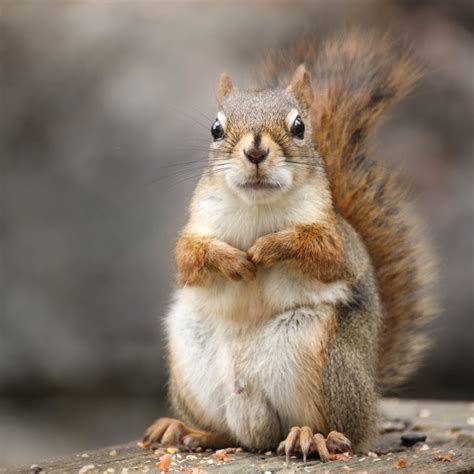Squirrel Causes Power Outage In Multnomah County Oregon Huffpost