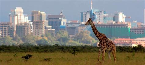 Nairobi National Park Kenya Safari Destinations Kenya Safaris