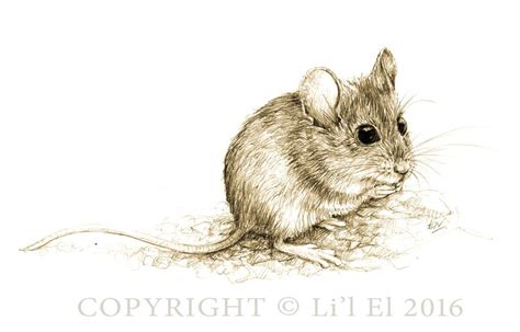 Pin By Ellen Bounds On Sketches Of Dormice Mice And Rats Field