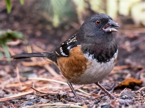 Spotted Towhee Ebird