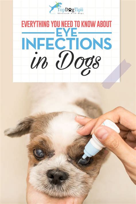Diagnosing And Treating Dog Eye Infections Top Dog Tips Eye