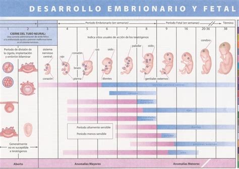 Linea Del Tiempo Desarrollo Embrionario Kulturaupice Porn Sex Picture