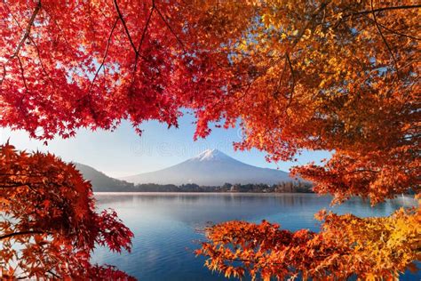 Fall Foliage In Autumn Season And Mountain Fuji Near Fujikawaguchiko
