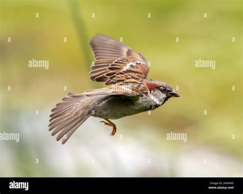 House Sparrow In Flight Stock Photo Alamy