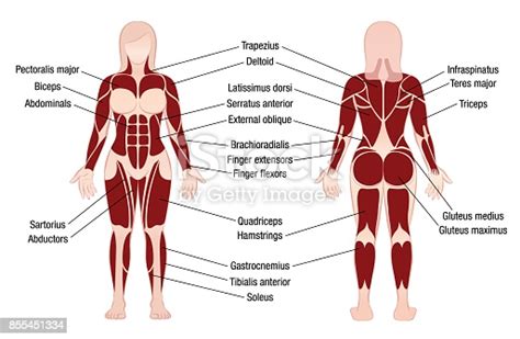 The back comprises the dorsal part of the neck and the torso (dorsal body cavity) from the occipital bone to the top of the tailbone. Muscle Chart With Accurate Description Of The Most Important Muscles Of The Female Body Front ...