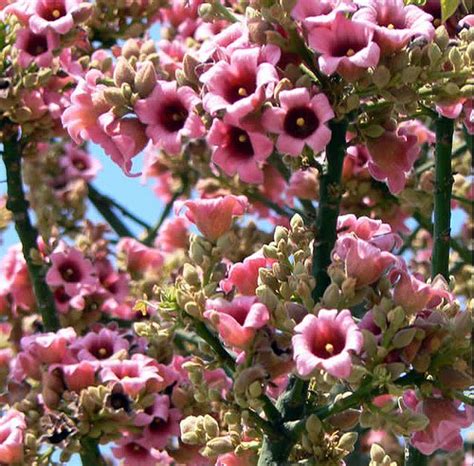 Brachychiton Discolor Tree Australian Lacebark Pink Kurrajong 10 Seeds
