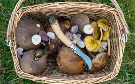 Here are 9 wild foods to gather in early may. Why I'm fed up of foraging