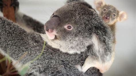 Koalas Now ‘functionally Extinct Says Australian Koala Foundation