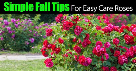 How To Take Care Of Knockout Rose Bushes Carsft