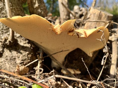 Cerioporus Squamosus The Ultimate Mushroom Guide
