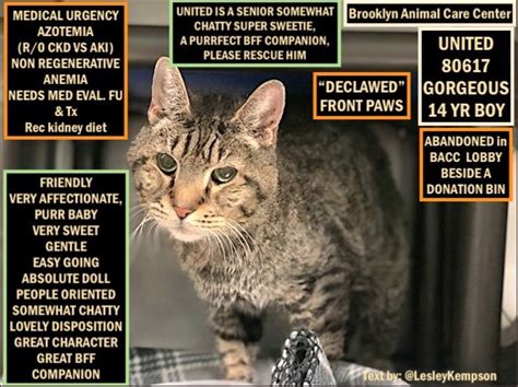 Picture Of Brooklyn Rescue Cat Sums Up His Attributes But Adopt By Nov 9 Poc