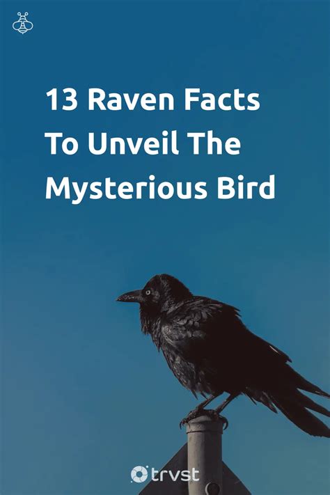 13 Raven Facts To Unveil The Mysterious Bird