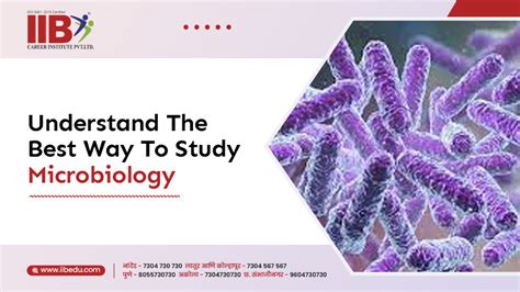 Understand The Best Way To Study Microbiology Iib Neet
