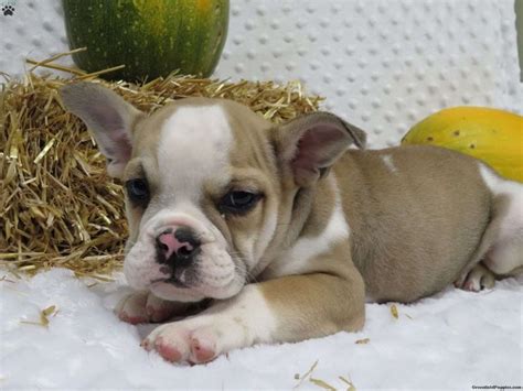 Fatmousedesigns English Bulldog Puppies For Sale In Maryland