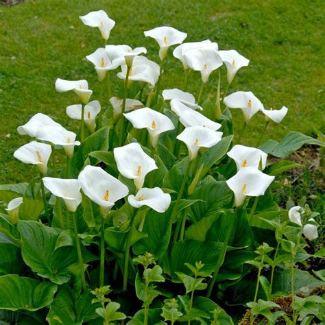 White Florist Calla Lily Zantedeschia Aethiopica American Meadows