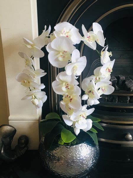 Luxury Silk Triple Stem Extra Large Orchid Arrangement In Statement Silver Planter Sorella