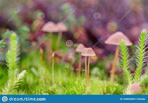 Macro Photo Of Bright Green Moss Plants In The Forest Stock Photo