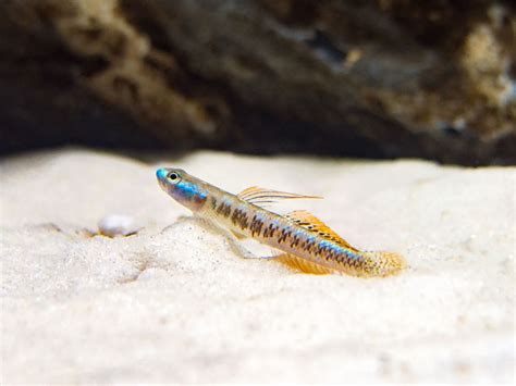 Gold Neon Dwarf Goby Stiphodon Percnopterygionus Aquatic Arts