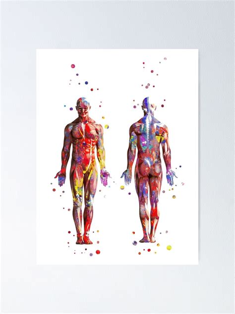 Muscular System Watercolor Anatomy Art Human Muscles Medical Art