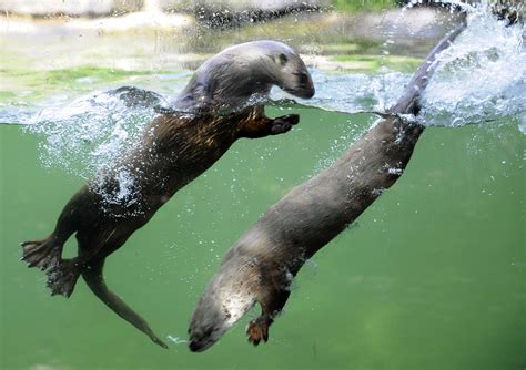 These Five Facts Will Make You Fall Even More In Love With Sea Otters