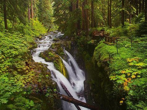 Twilight`forks Washington Scenic Wallpaper Forest Wallpaper Fall
