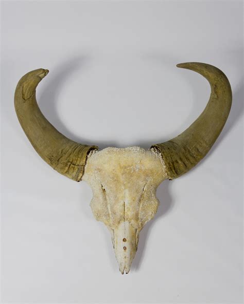 Taxidermy Gaur Indian Bison Skull