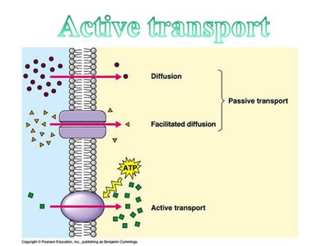 Ppt Active Transport Powerpoint Presentation Free Download Id1699423
