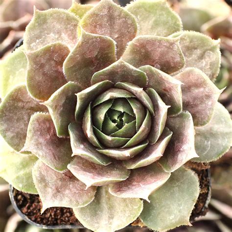 Sempervivum Flamingo Limited Mountain Crest Gardens