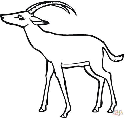 In this red dead redemption 2 hunt, we're taking down the legendary pronghorn. Antelope 4 coloring page | Free Printable Coloring Pages