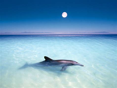 Dolphin Wallpapers Wallpaper Cave