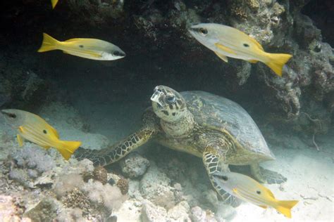 The Critically Endangered Hawksbill Turtle Resting In The Red Sea