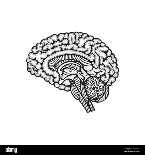 Sección Transversal De La Vista Lateral Del Cerebro Ilustración De