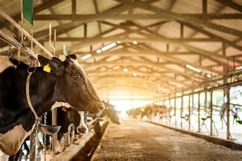 Feeding The Future A Sustainable Approach To Dairy Farming Dairy Global