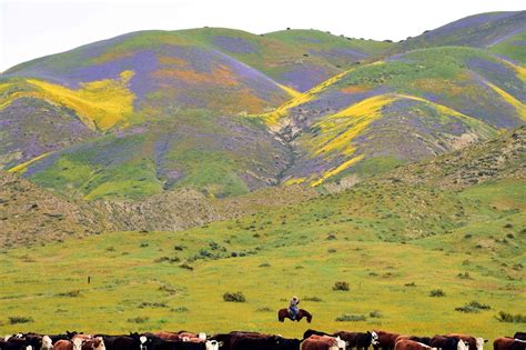 Photos Of The Spectacular And Colorful ‘super Bloom In California